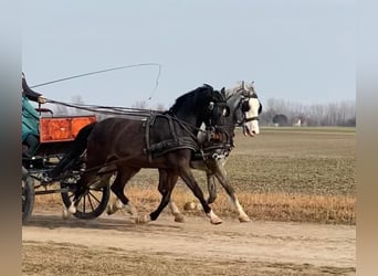 KWPN, Gelding, 6 years, 15.2 hh, Bay