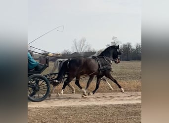 KWPN, Gelding, 6 years, 15.2 hh, Bay