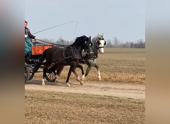 KWPN, Gelding, 6 years, 15.2 hh, Bay