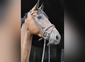 KWPN, Gelding, 6 years, 15.3 hh, Brown