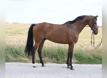 KWPN, Gelding, 6 years, 15.3 hh, Brown