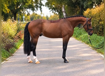 KWPN, Gelding, 6 years, 15.3 hh, Brown