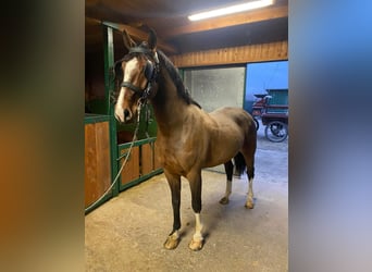 KWPN Mix, Gelding, 6 years, 15,2 hh, Bay