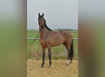 KWPN, Gelding, 6 years, 15,2 hh, Brown