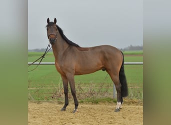 KWPN, Gelding, 6 years, 15,2 hh, Brown