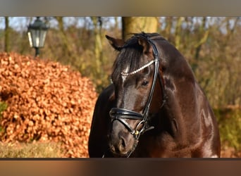 KWPN, Gelding, 6 years, 15,3 hh, Black