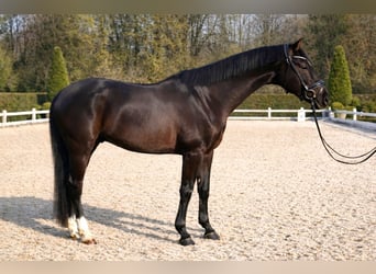 KWPN, Gelding, 6 years, 15,3 hh, Black