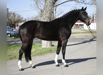 KWPN, Gelding, 6 years, 16.1 hh, Bay-Dark