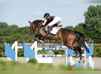 KWPN, Gelding, 6 years, 16.1 hh, Bay-Dark