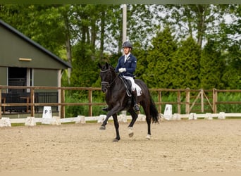 KWPN, Gelding, 6 years, 16.1 hh, Black