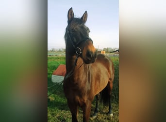 KWPN, Gelding, 6 years, 16.1 hh, Brown
