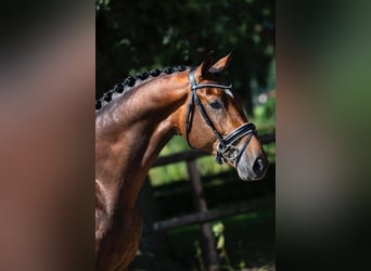 KWPN, Gelding, 6 years, 16,1 hh, Brown