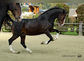 KWPN, Gelding, 6 years, 16.1 hh, Brown