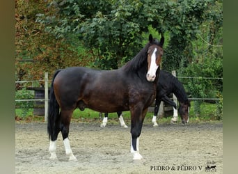 KWPN, Gelding, 6 years, 16.1 hh, Brown