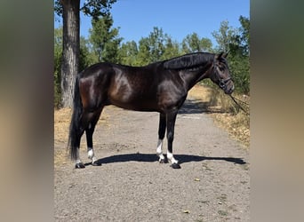 KWPN, Gelding, 6 years, 16.1 hh, Brown