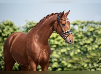 KWPN, Gelding, 6 years, 16,1 hh, Chestnut-Red