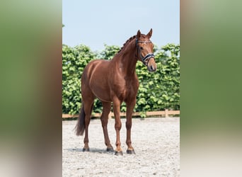 KWPN, Gelding, 6 years, 16,1 hh, Chestnut-Red