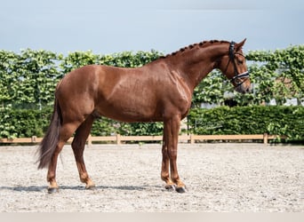 KWPN, Gelding, 6 years, 16,1 hh, Chestnut-Red