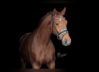 KWPN, Gelding, 6 years, 16,1 hh, Chestnut-Red