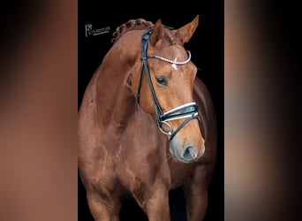 KWPN, Gelding, 6 years, 16,1 hh, Chestnut-Red