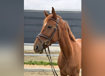 KWPN, Gelding, 6 years, 16,1 hh, Chestnut-Red