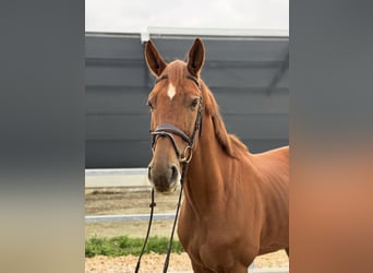 KWPN, Gelding, 6 years, 16,1 hh, Chestnut-Red