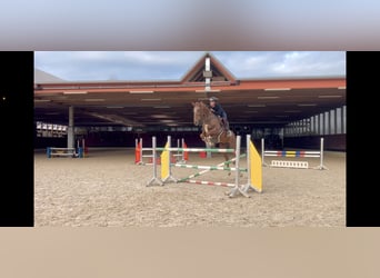 KWPN, Gelding, 6 years, 16,1 hh, Chestnut