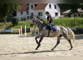 KWPN, Gelding, 6 years, 16.1 hh, Grey-Dapple
