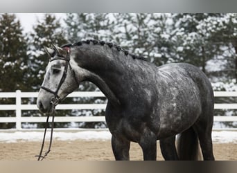 KWPN, Gelding, 6 years, 16.1 hh, Grey
