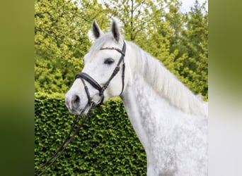 KWPN, Gelding, 6 years, 16.1 hh, Grey