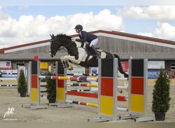 KWPN, Gelding, 6 years, 16,1 hh, Pinto