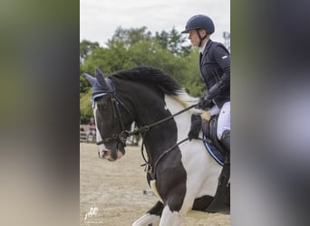 KWPN, Gelding, 6 years, 16,1 hh, Pinto