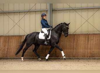 KWPN, Gelding, 6 years, 16.1 hh, Smoky-Black