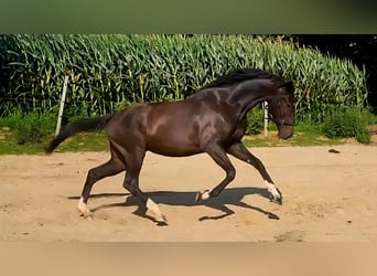KWPN, Gelding, 6 years, 16.1 hh, Smoky-Black