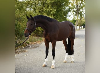 KWPN, Gelding, 6 years, 16.2 hh, Bay-Dark