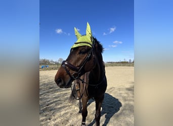 KWPN, Gelding, 6 years, 16.2 hh, Bay-Dark