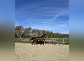 KWPN, Gelding, 6 years, 16.2 hh, Bay-Dark