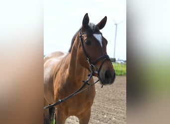 KWPN, Gelding, 6 years, 16.2 hh, Bay-Dark