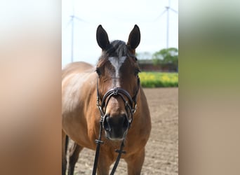 KWPN, Gelding, 6 years, 16.2 hh, Bay-Dark