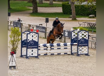 KWPN, Gelding, 6 years, 16.2 hh, Bay-Dark