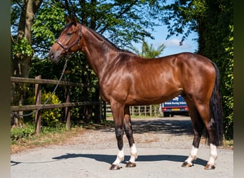 KWPN, Gelding, 6 years, 16.2 hh, Bay-Dark