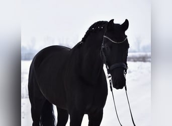 KWPN, Gelding, 6 years, 16.2 hh, Black