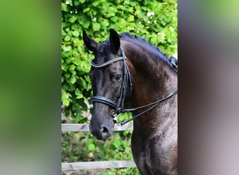 KWPN, Gelding, 6 years, 16.2 hh, Black