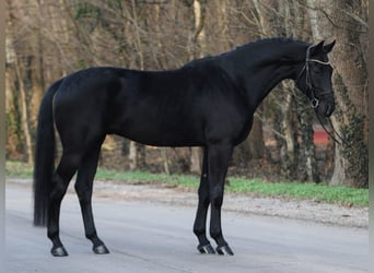 KWPN, Gelding, 6 years, 16,2 hh, Black