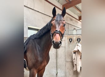 KWPN, Gelding, 6 years, 16.2 hh, Brown
