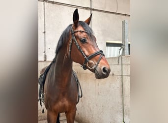 KWPN, Gelding, 6 years, 16.2 hh, Brown