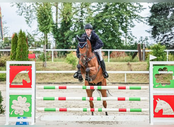 KWPN, Gelding, 6 years, 16.2 hh, Brown