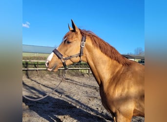 KWPN, Gelding, 6 years, 16,2 hh, Chestnut-Red