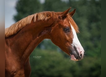 KWPN, Wallach, 6 Jahre, 16,2 hh, Fuchs