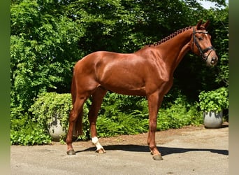 KWPN, Gelding, 6 years, 16,2 hh, Chestnut-Red